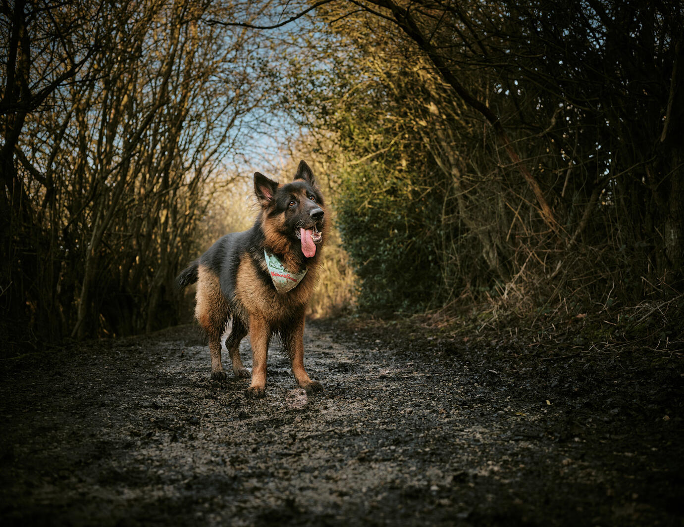 A German shepherd dog standing with its tongue out on a patch surrounded by trees.