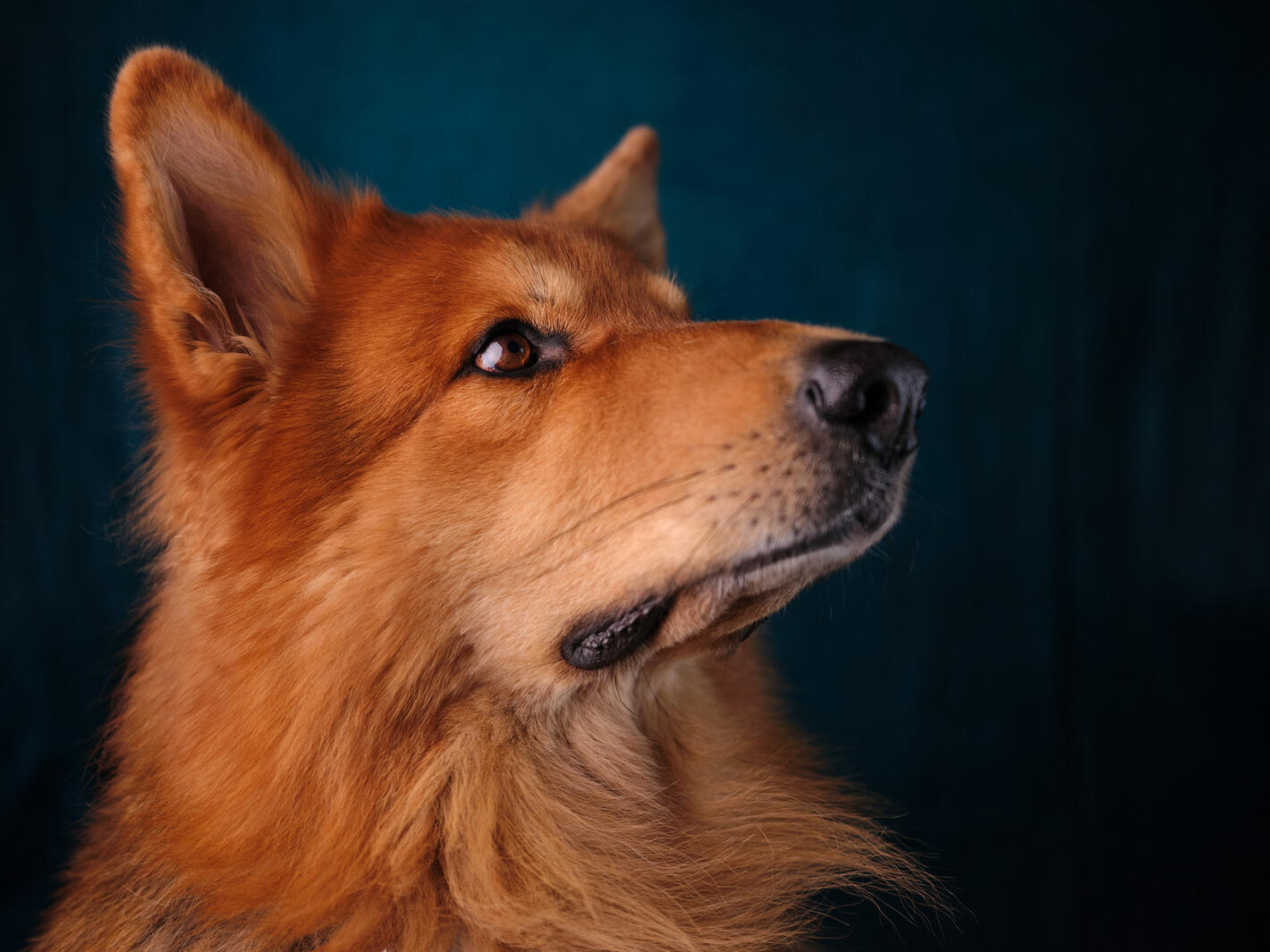 German Shepherd portrait green background.